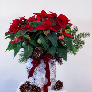 Winter Pine Poinsettia