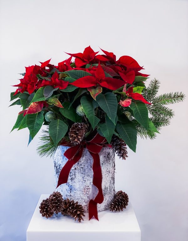 Winter Pine Poinsettia